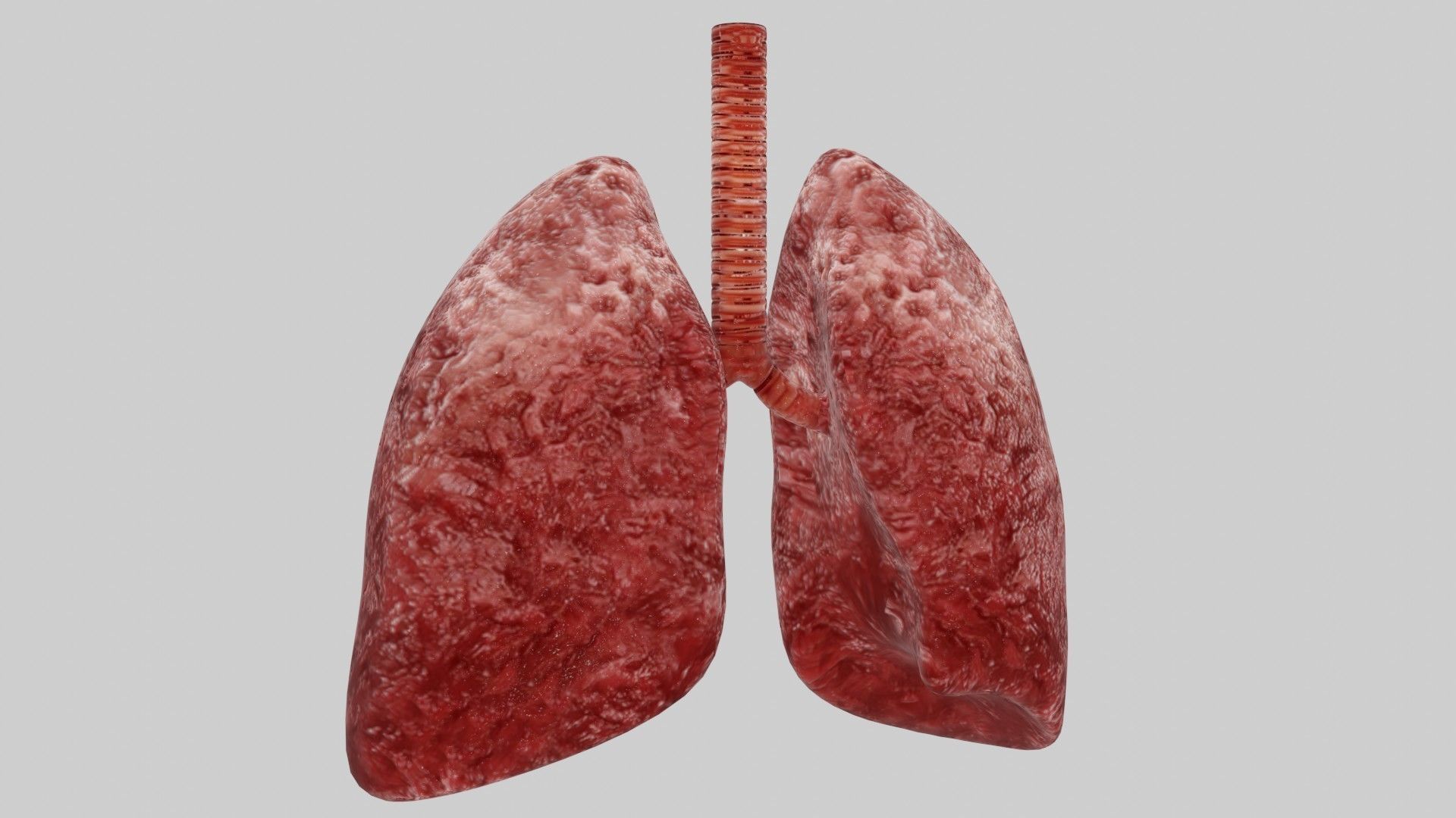 Human Red lungs fully rigged low poly 4 Low-poly 3D model_1