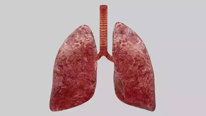Human Red lungs fully rigged low poly 4 Low-poly 3D model