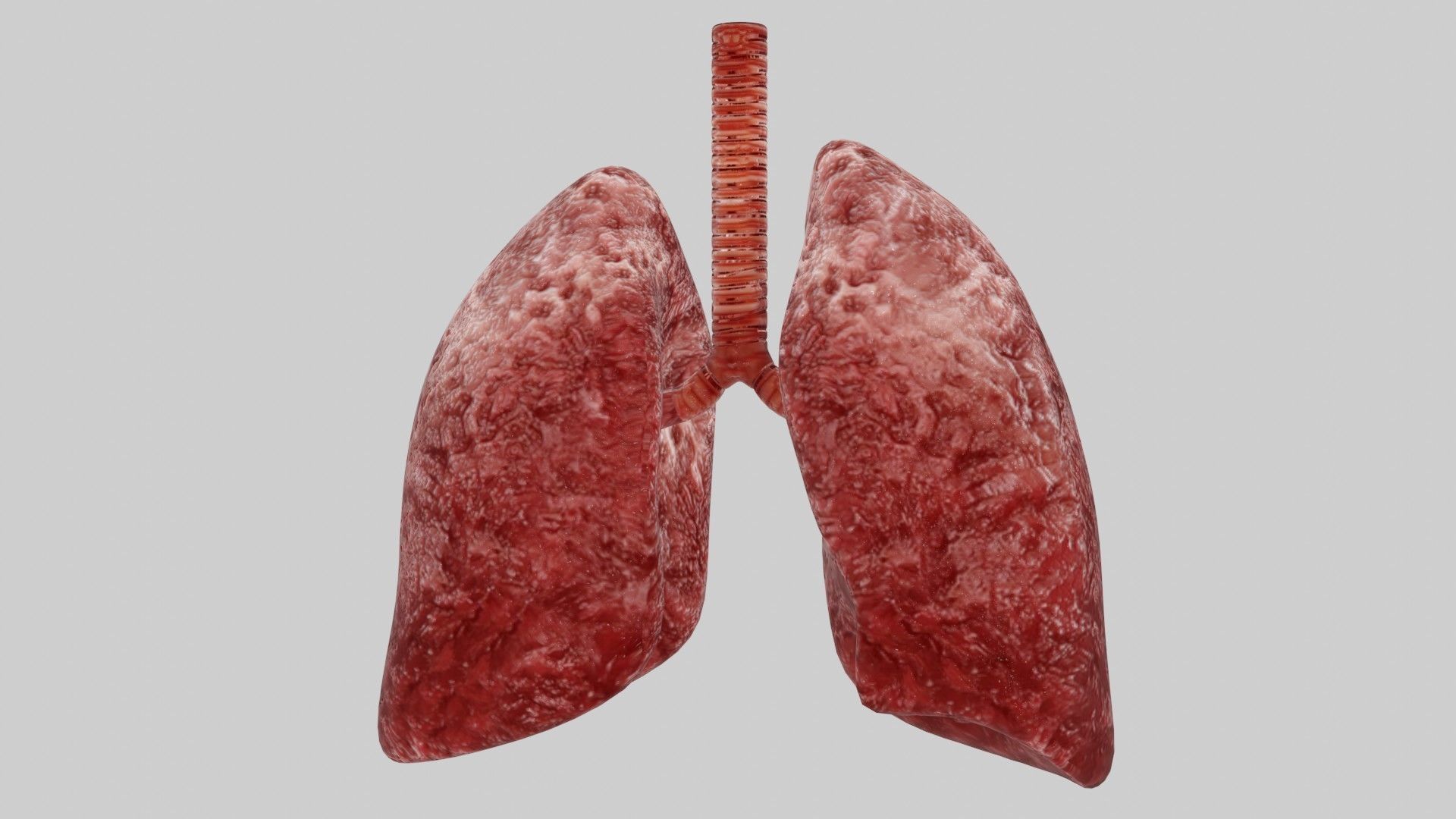 Human Red lungs fully rigged low poly 4 Low-poly 3D model_2