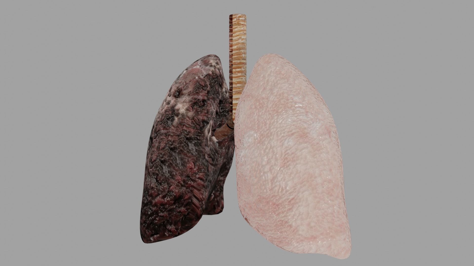 Smoker and non smoker human lungs Low-poly 3D model_3