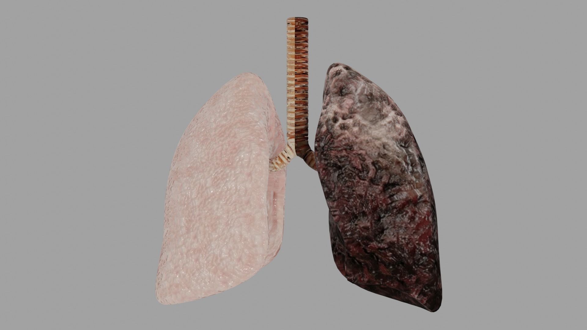 Smoker and non smoker human lungs Low-poly 3D model_2