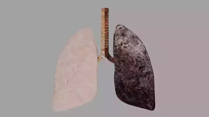 Smoker and non smoker human lungs Low-poly 3D model