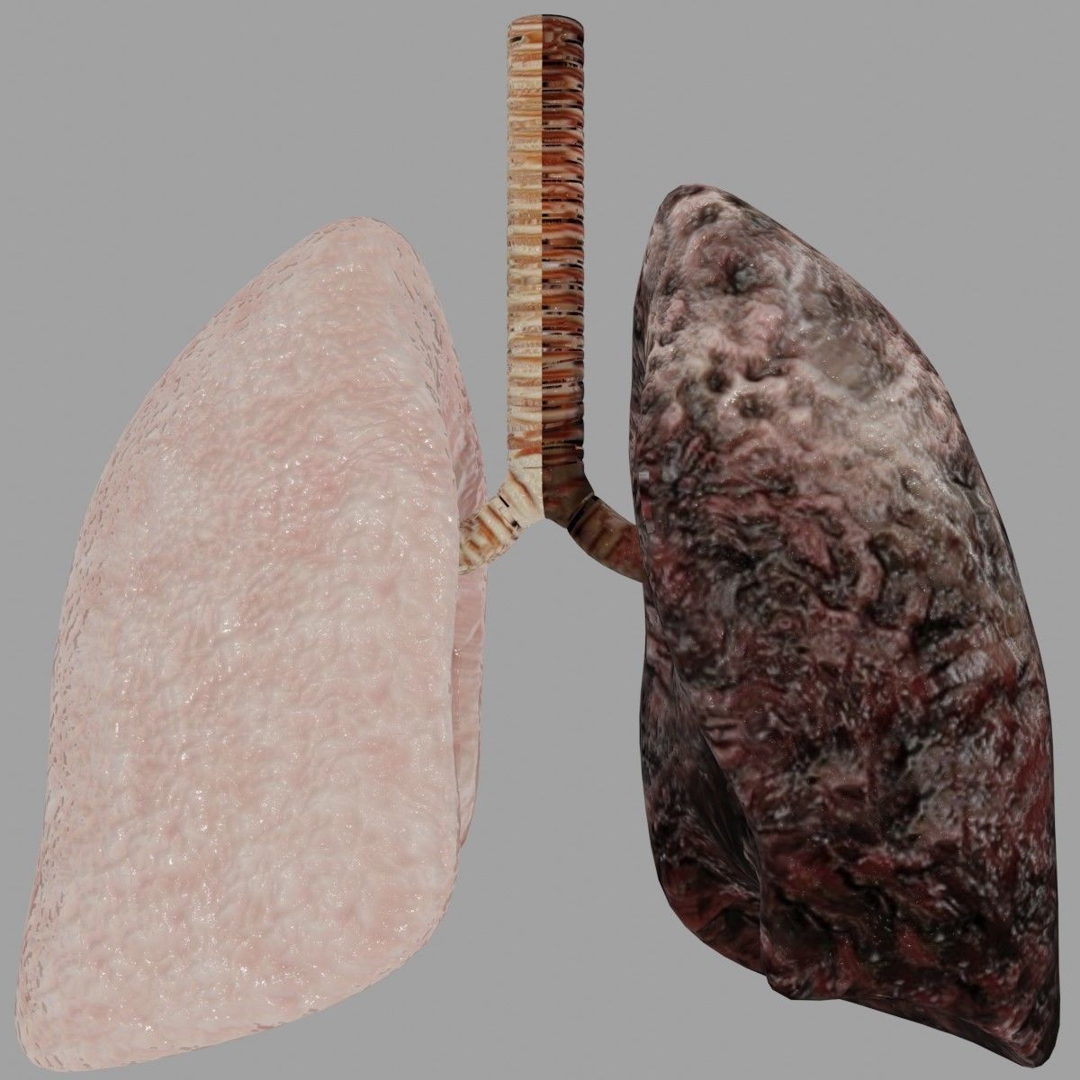 Smoker and non smoker human lungs Low-poly 3D model_6
