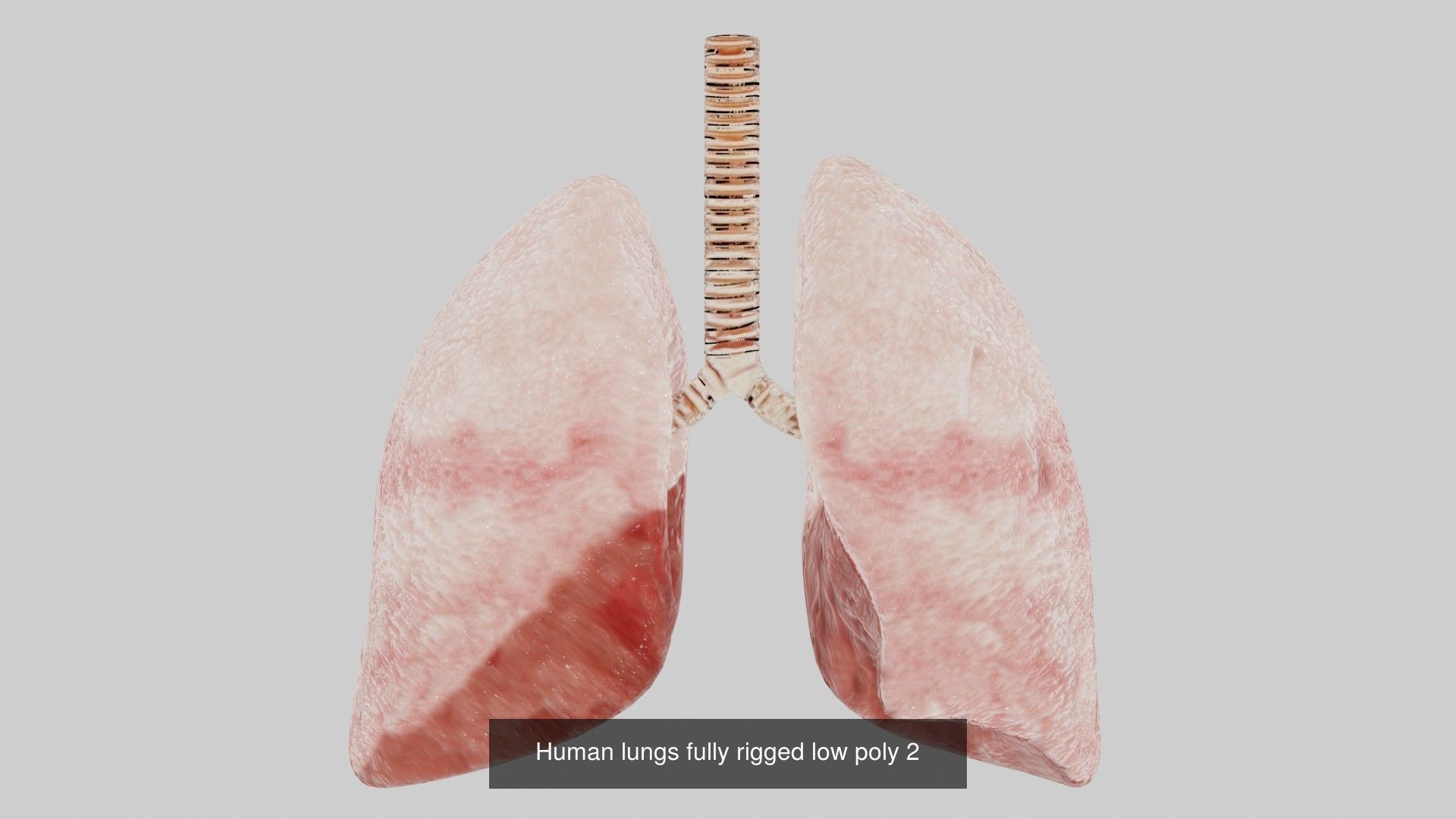 Human lungs collection _2