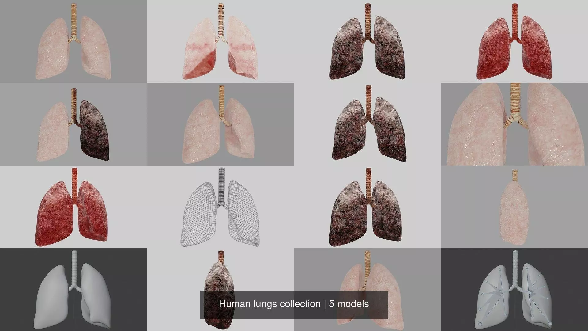 Human lungs collection _0