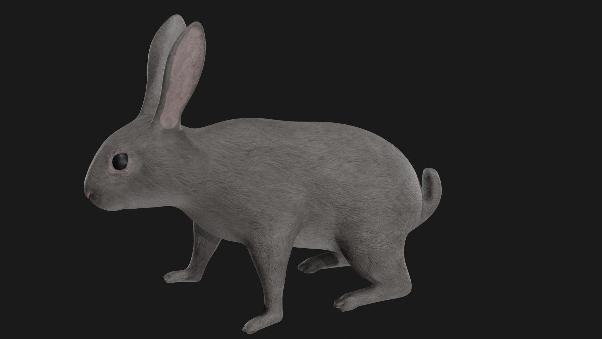 Grey rabbit low poly rigged Low-poly 3D model_2