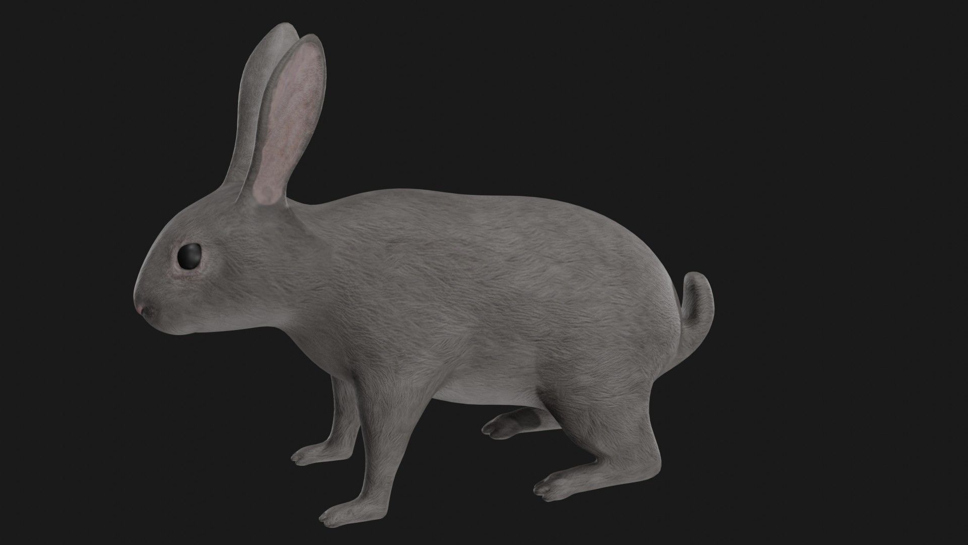 Grey rabbit low poly rigged Low-poly 3D model_3
