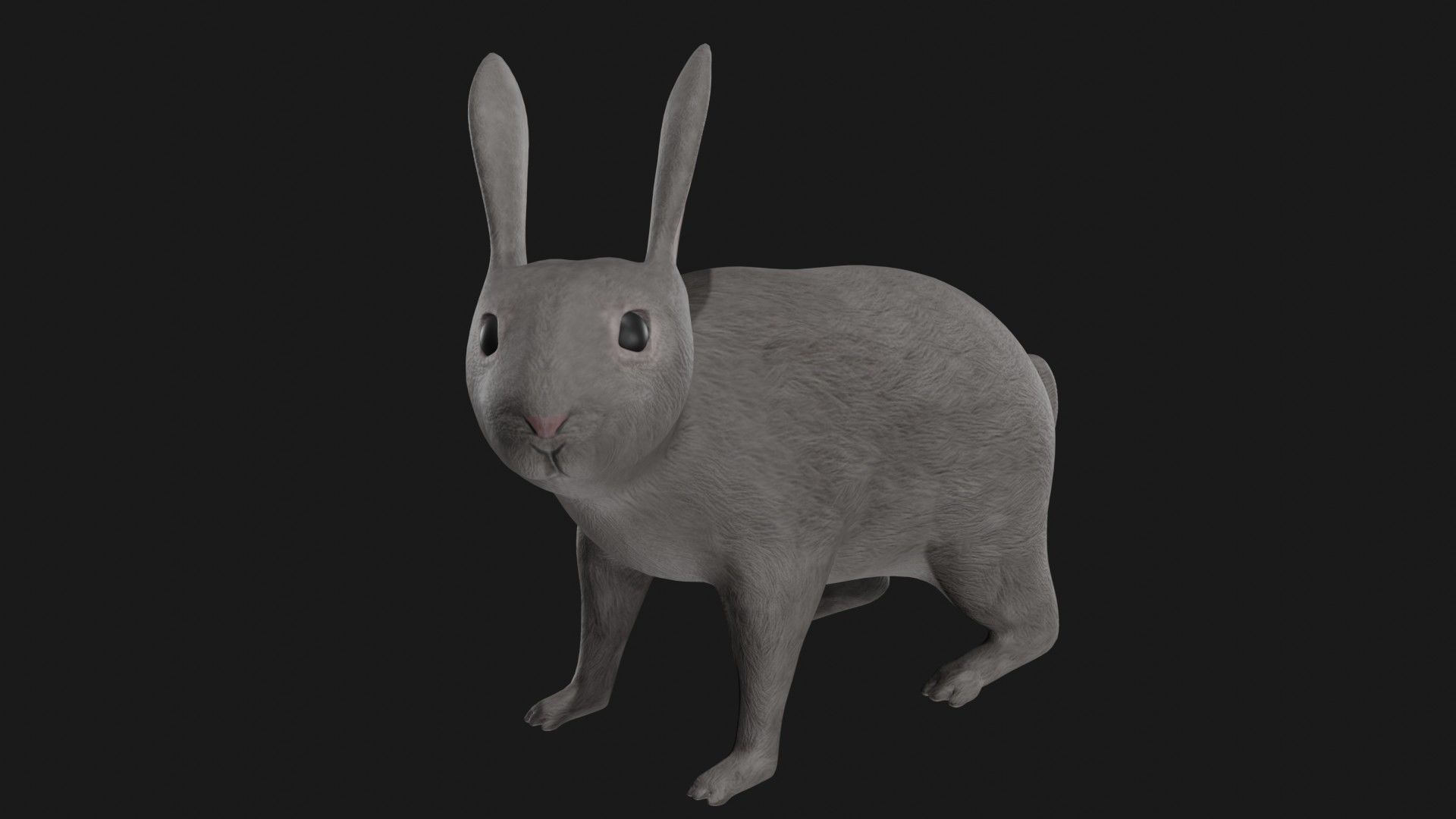 Grey rabbit low poly rigged Low-poly 3D model_1