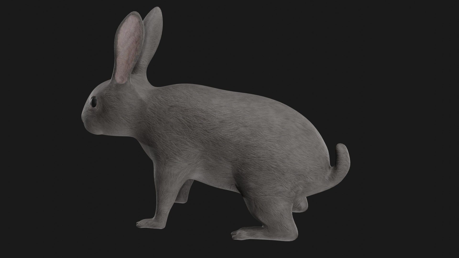 Grey rabbit low poly rigged Low-poly 3D model_4