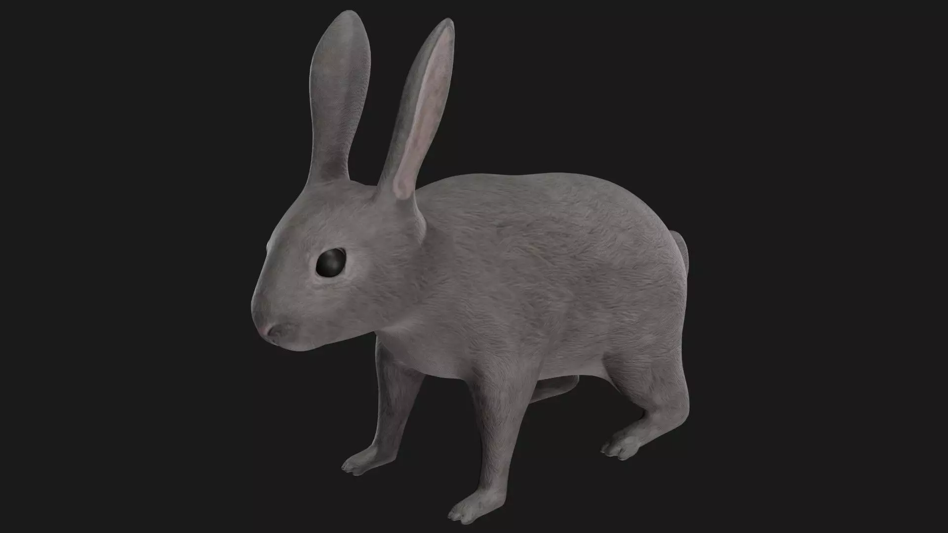 Grey rabbit low poly rigged Low-poly 3D model_0