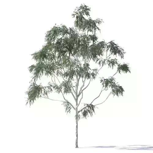 Eucalyptus Pauciflora tree 4