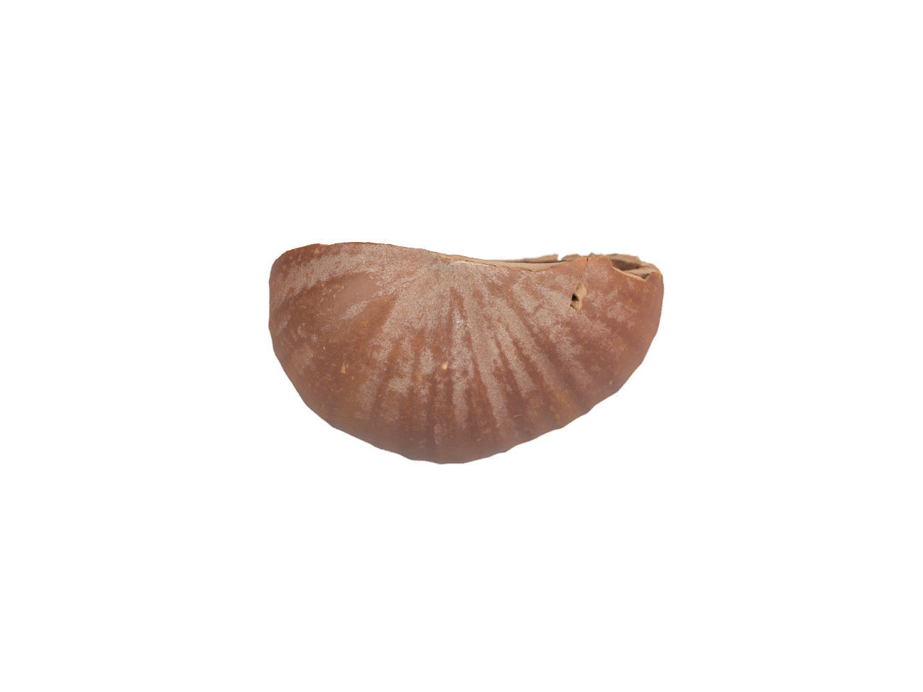 Photorealistic Hazelnut Shell 3D Scan 3D model_3