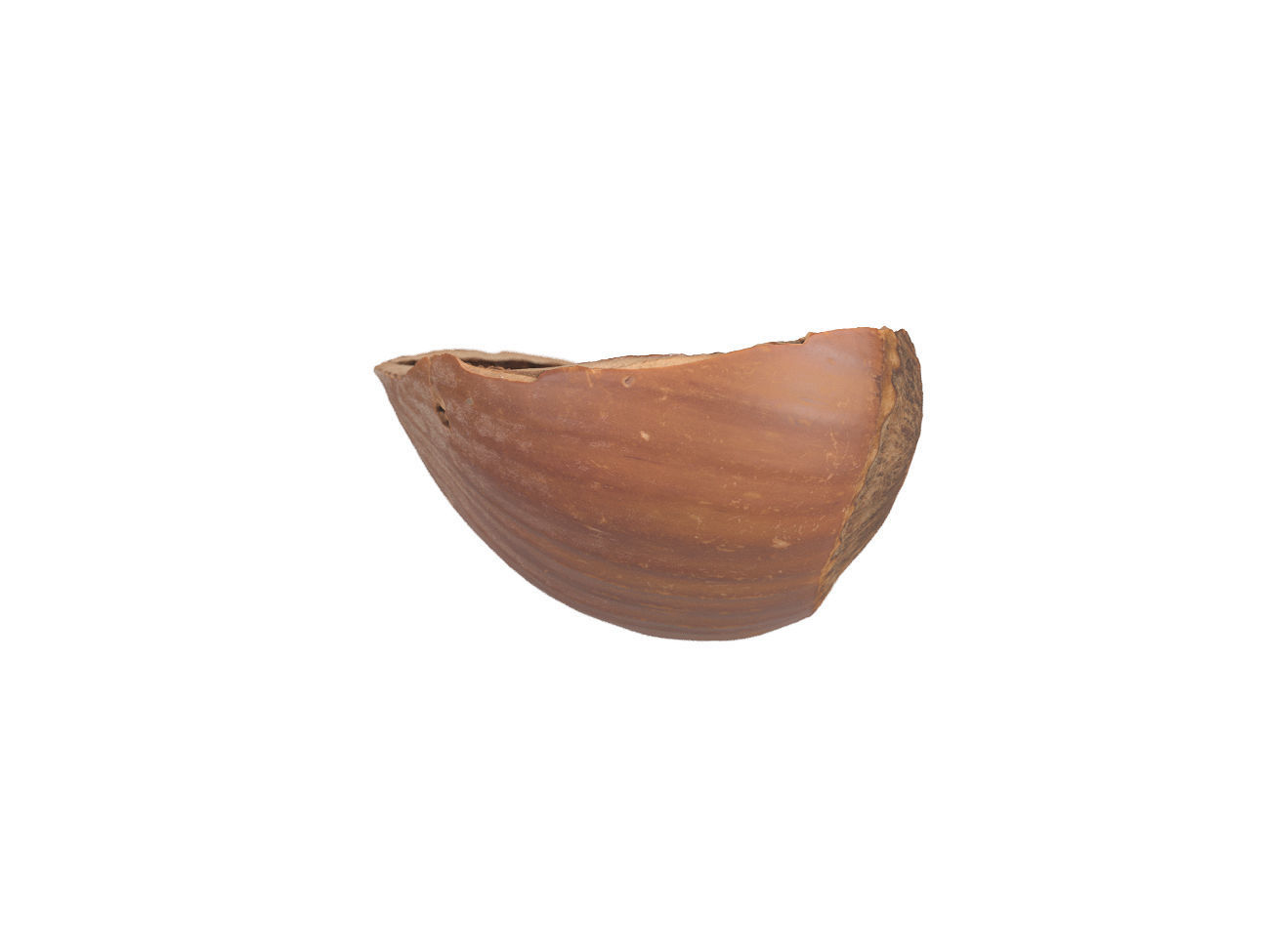 Photorealistic Hazelnut Shell 3D Scan 3D model_4
