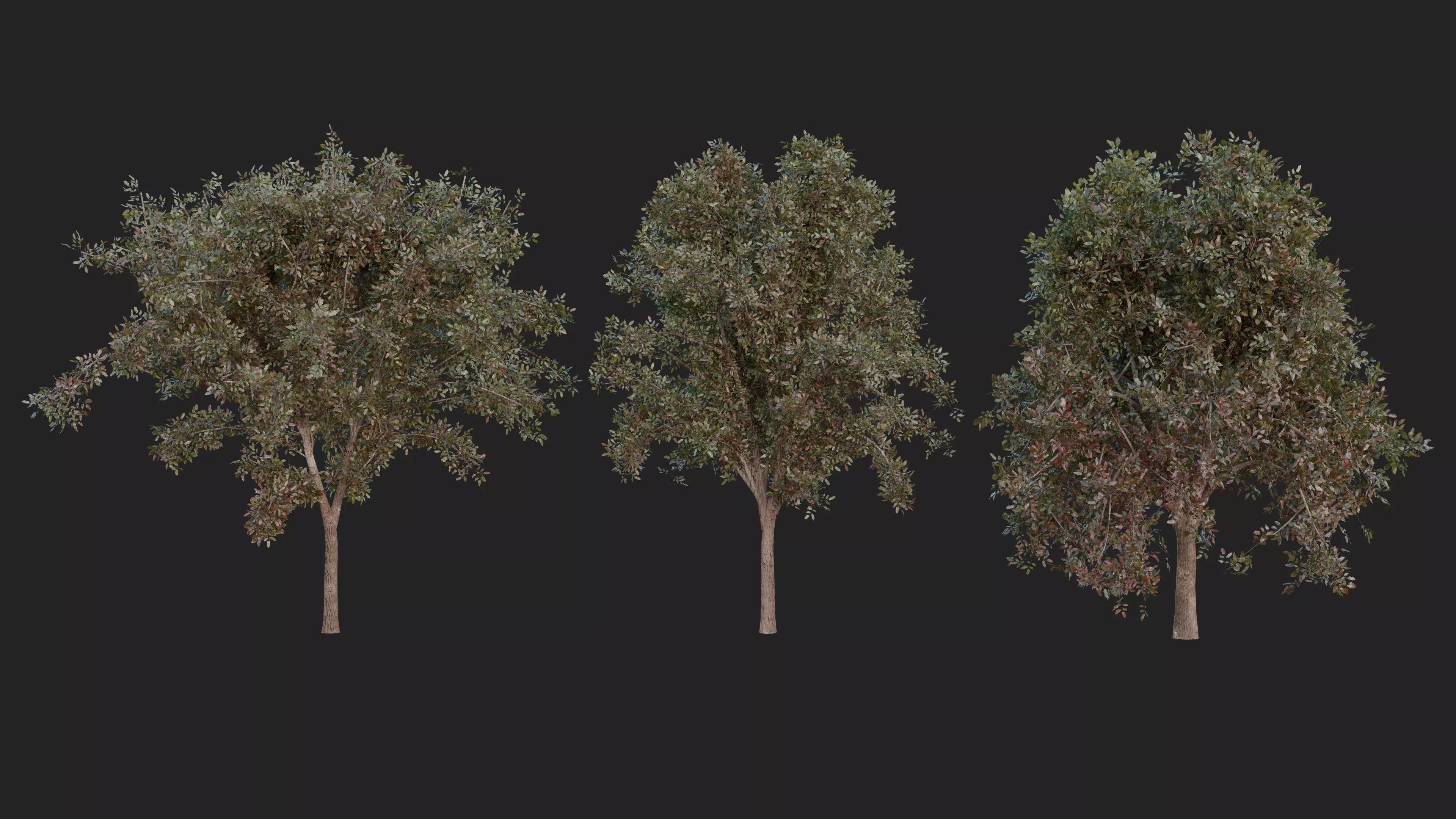 Red Alder Tree 7m 3D model