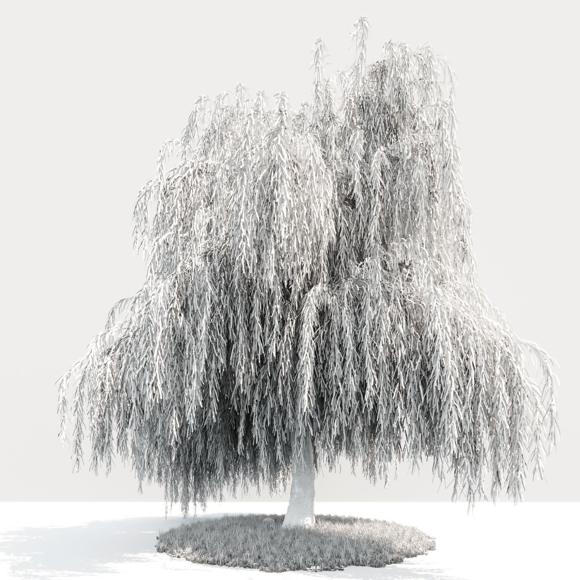 willow tree 3D model_5
