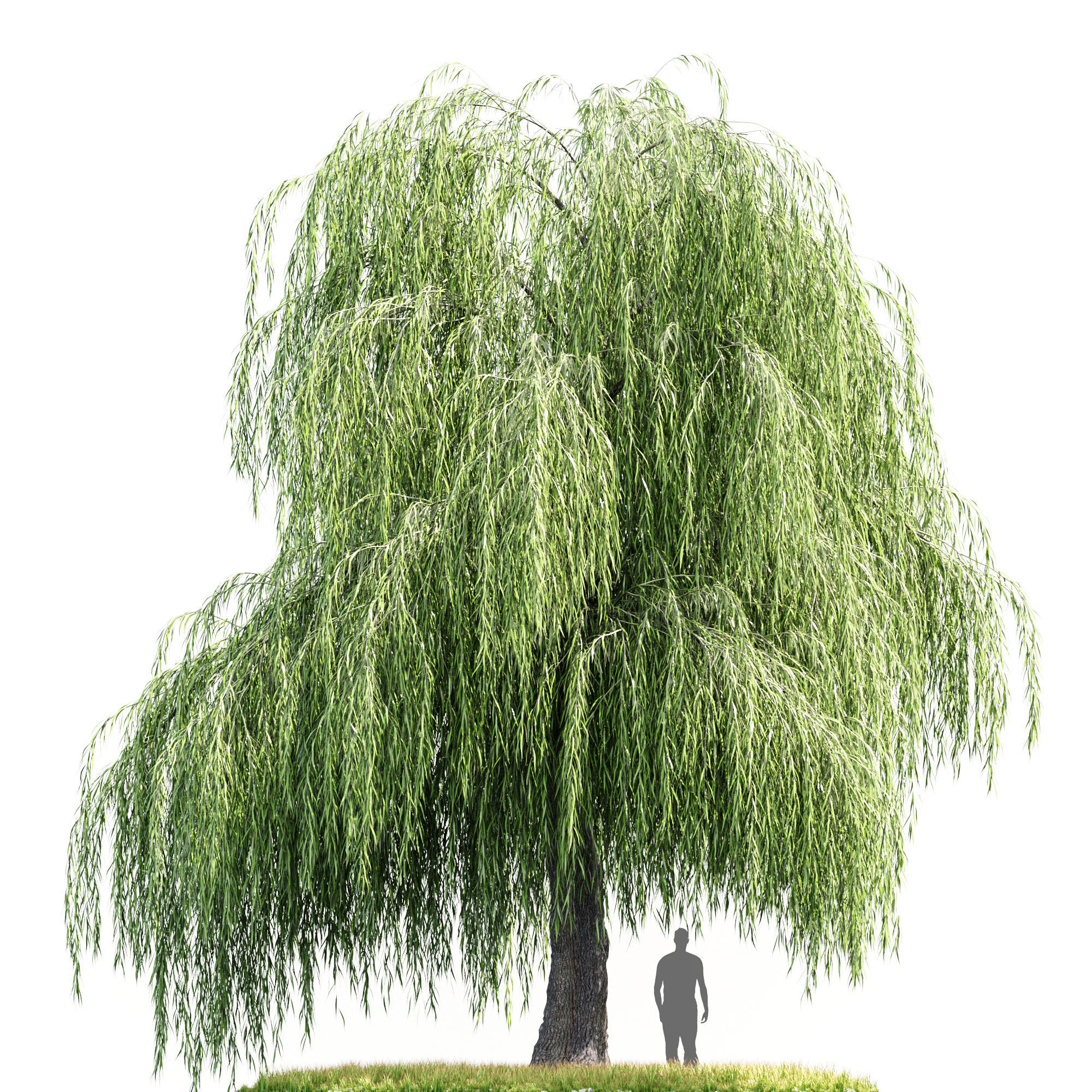 willow tree 3D model_3