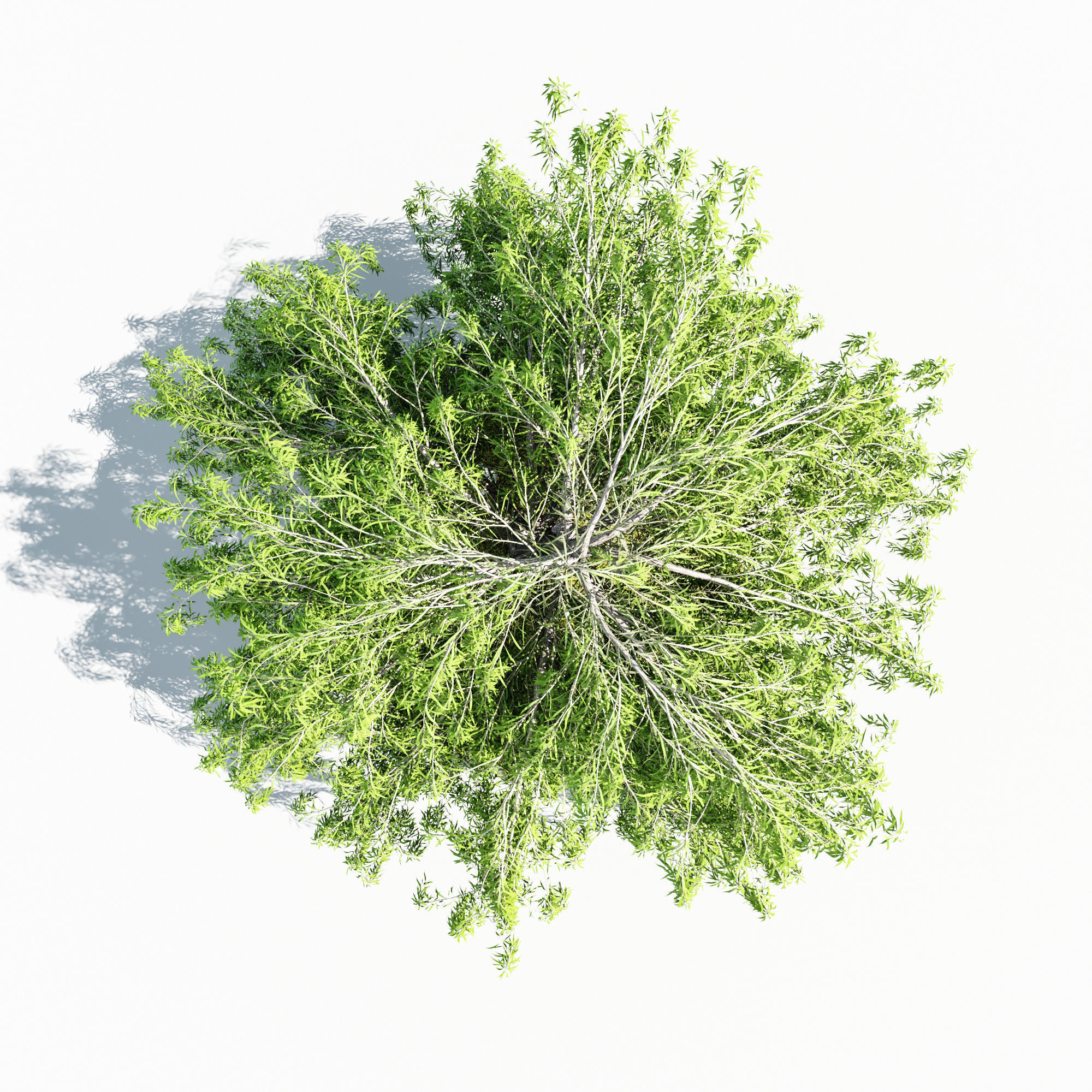 willow tree 3D model_6