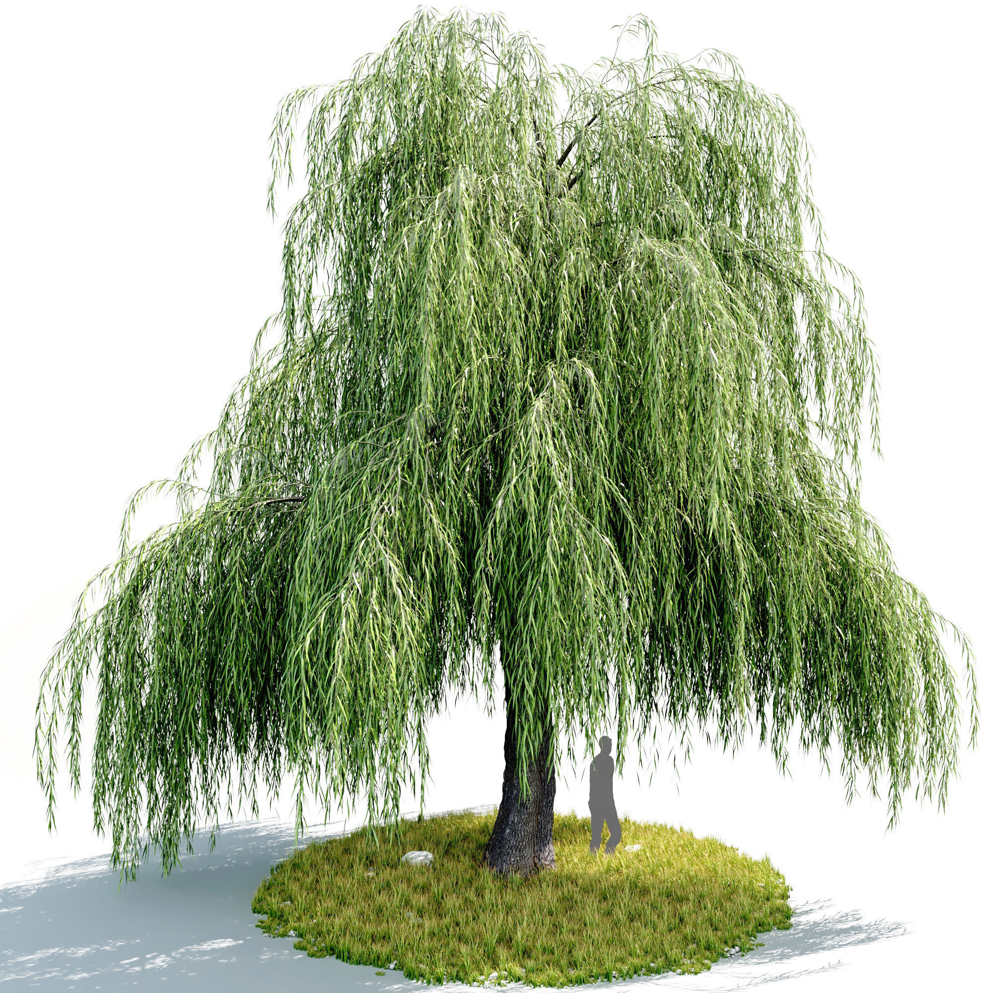 willow tree 3D model_4
