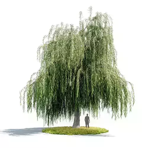 willow tree 3D model