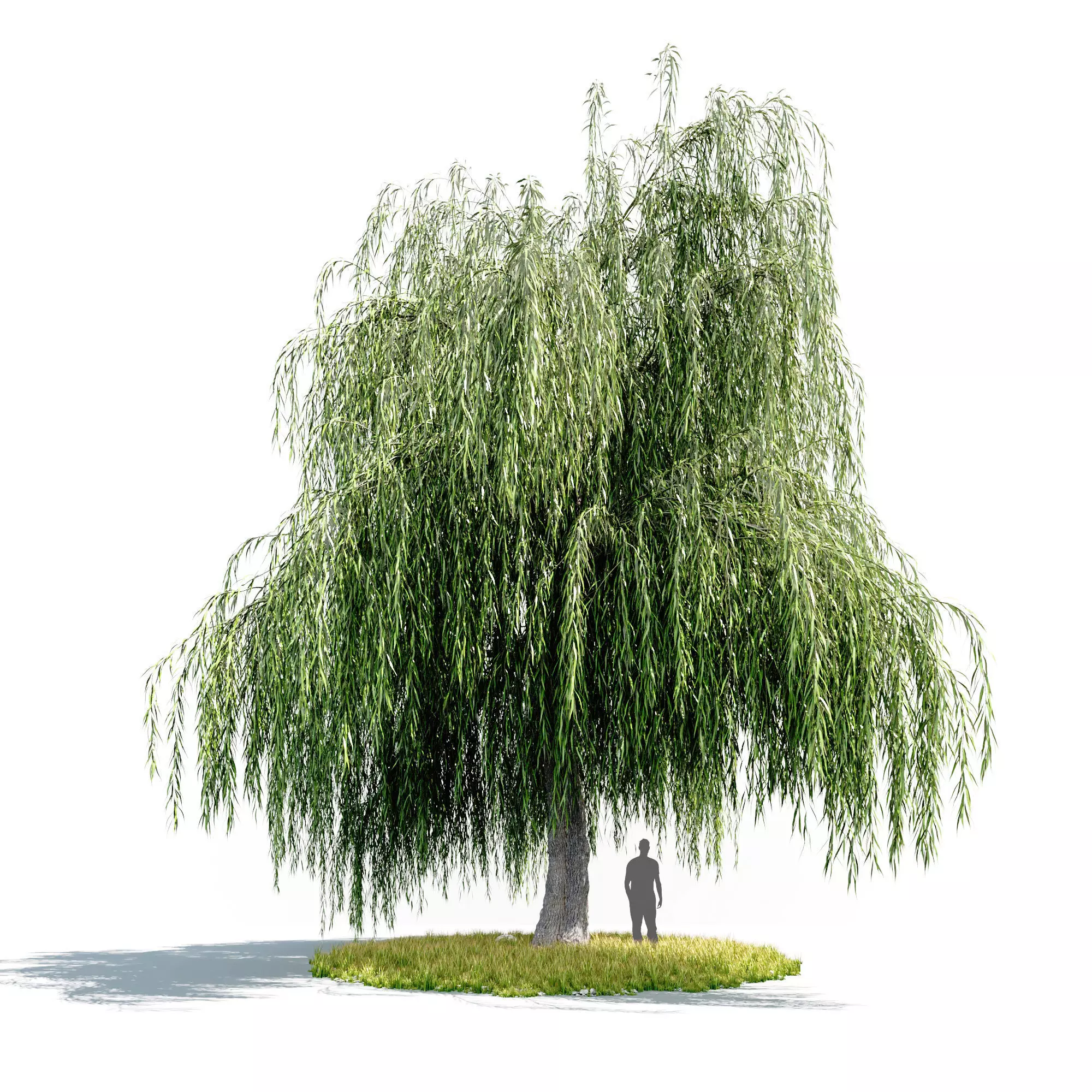 willow tree 3D model_0
