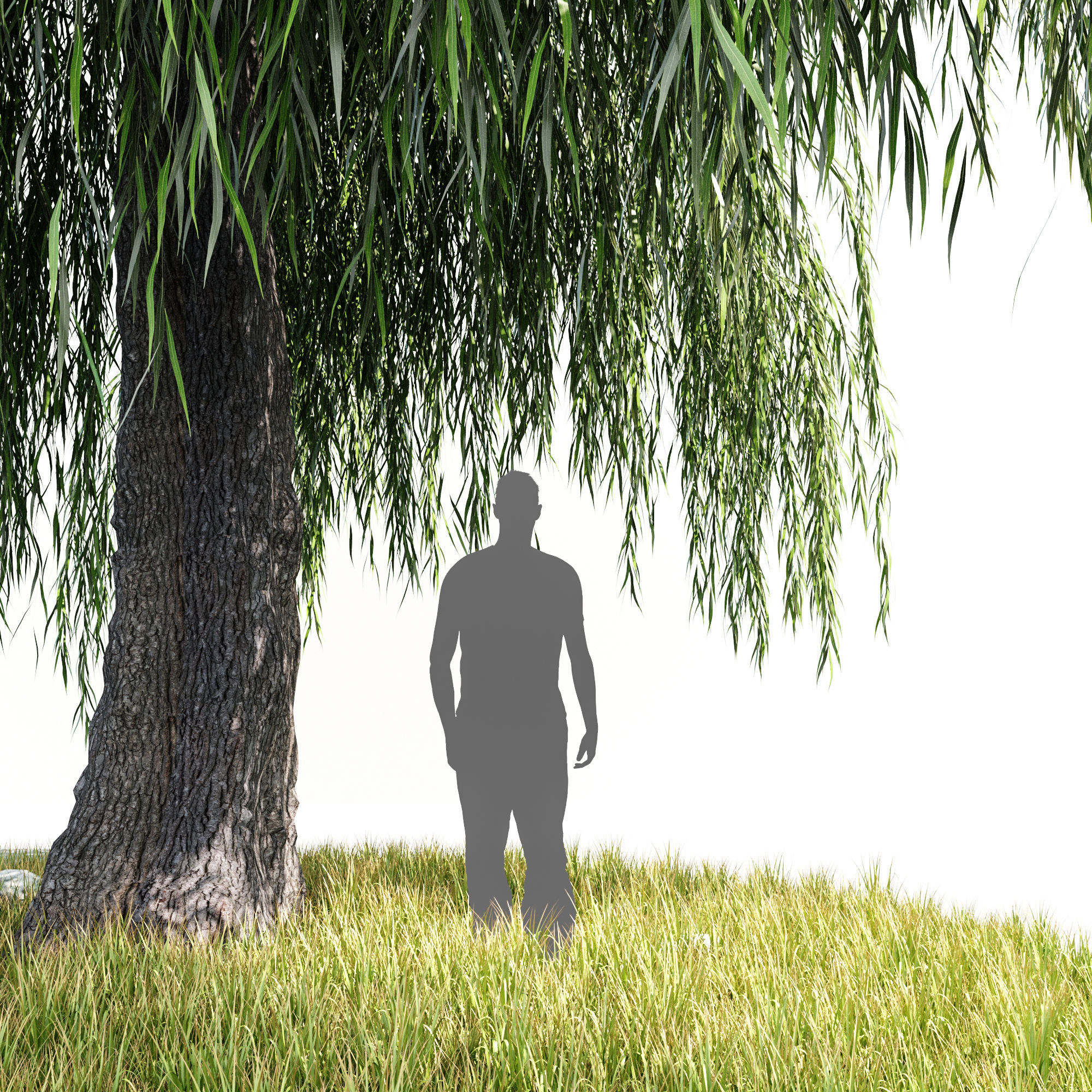 willow tree 3D model_1