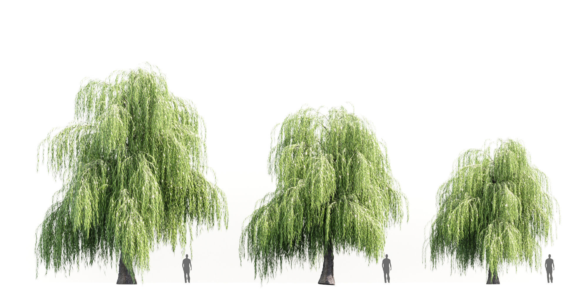 willow tree 3D model_2