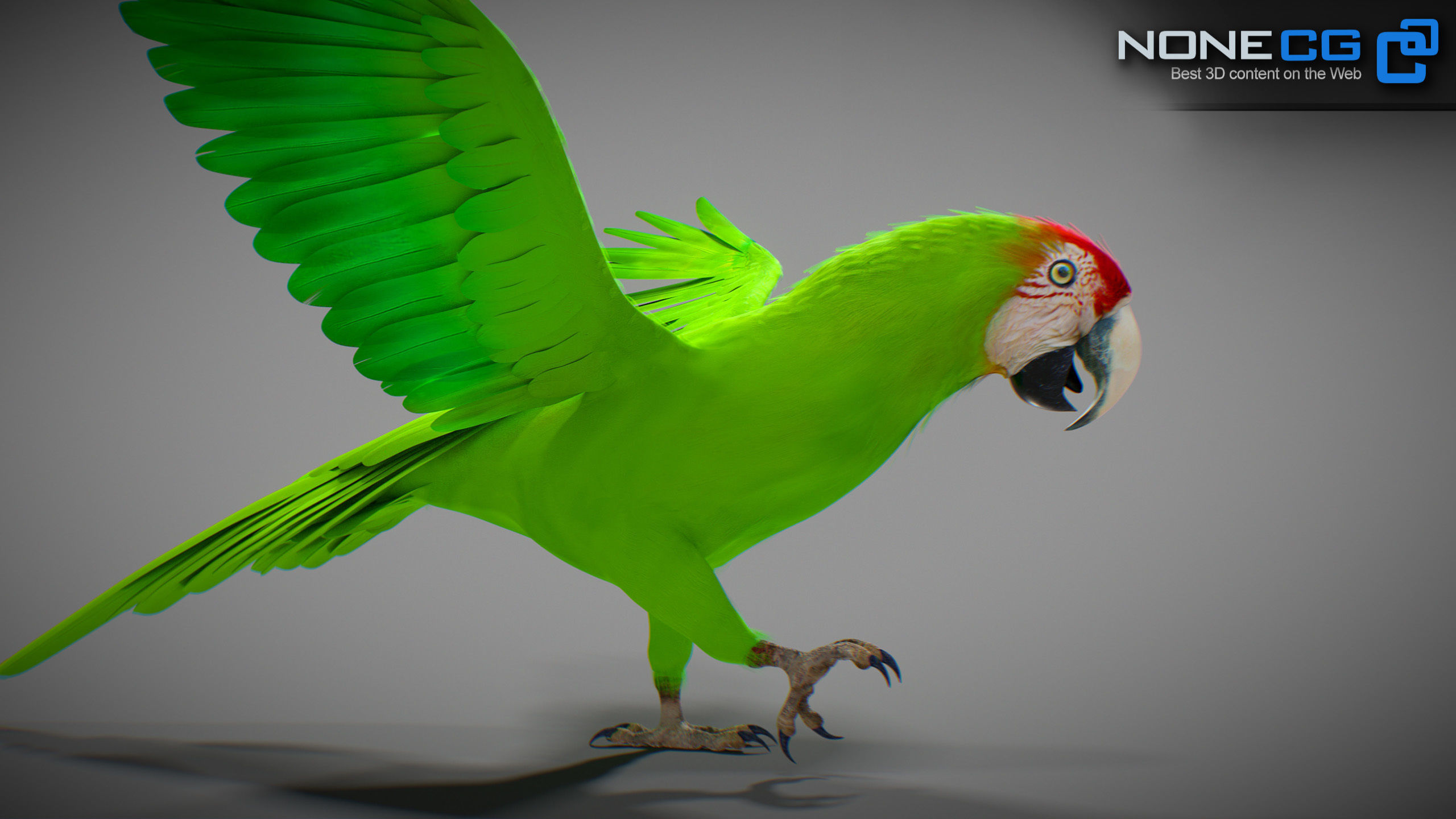 Animated Wild Parrot 3D model_14