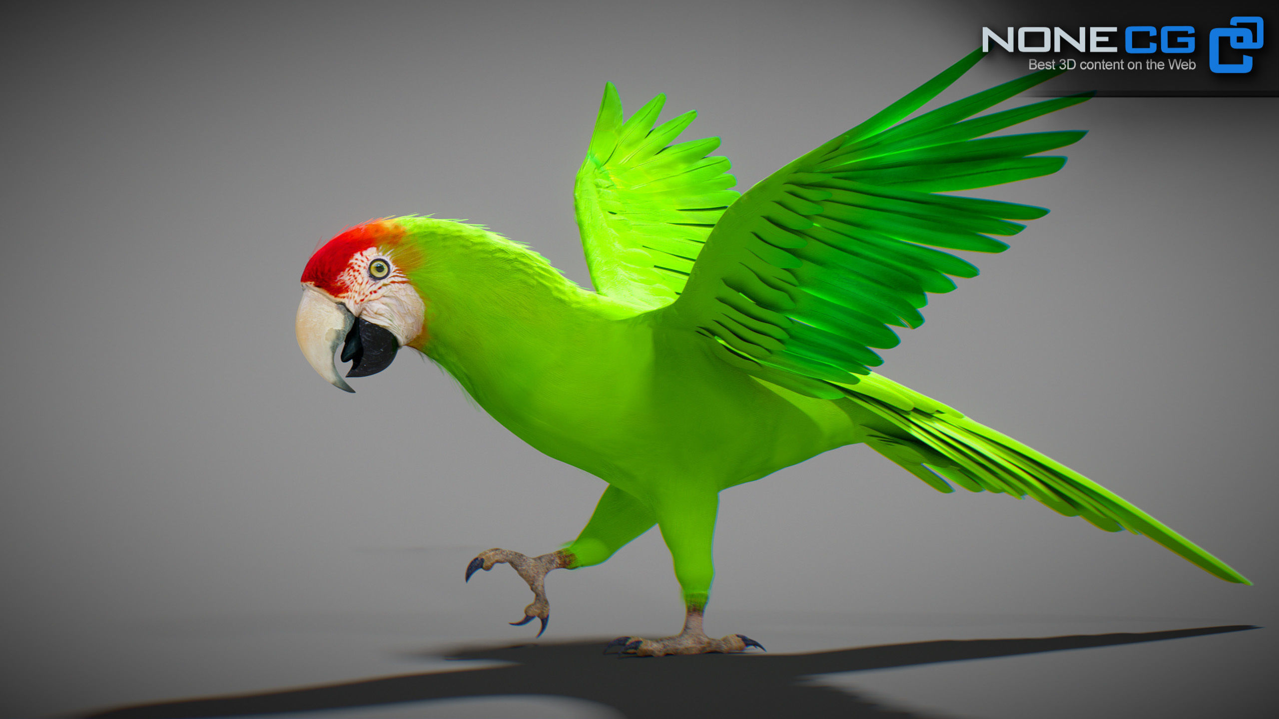 Animated Wild Parrot 3D model_4