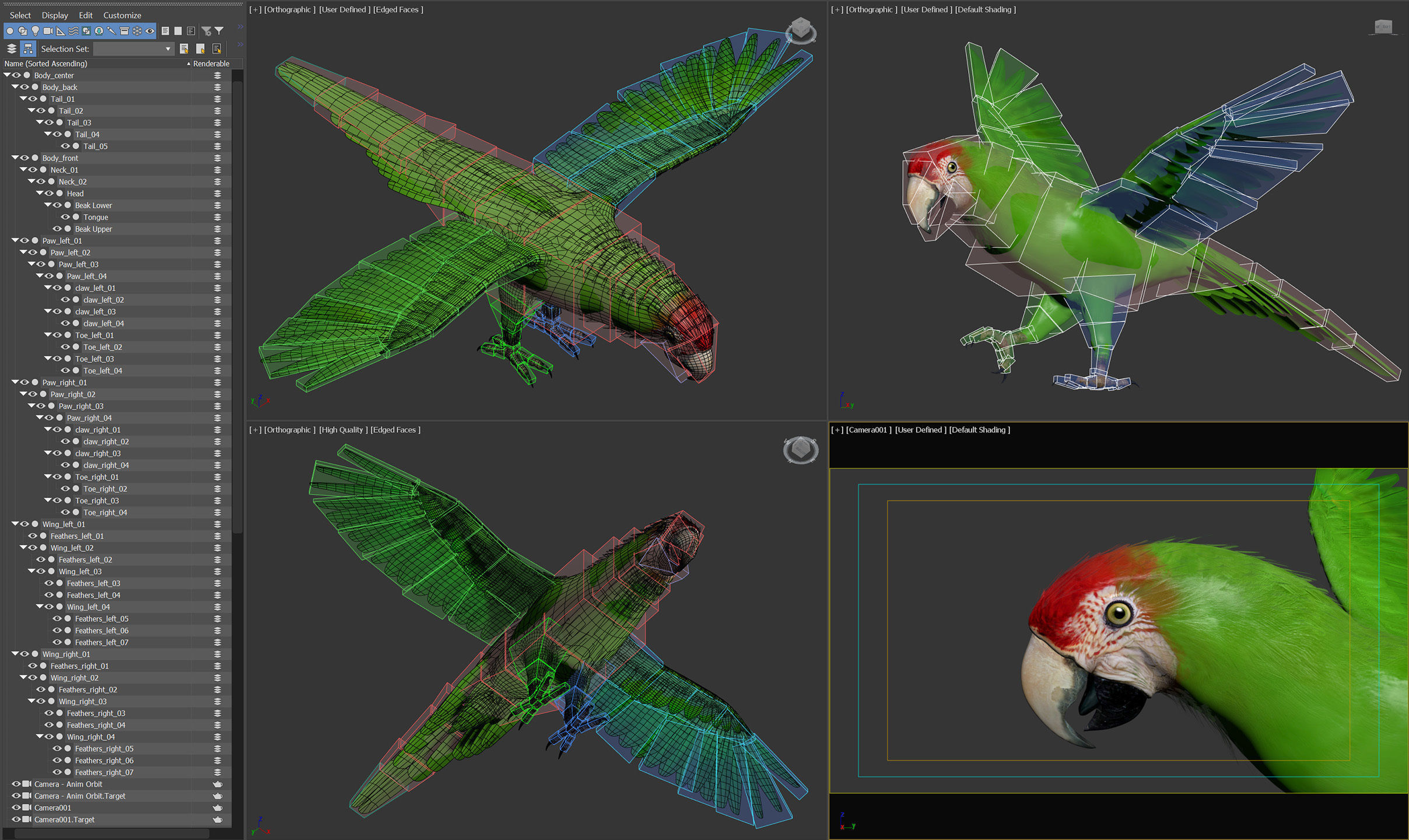 Animated Wild Parrot 3D model_6