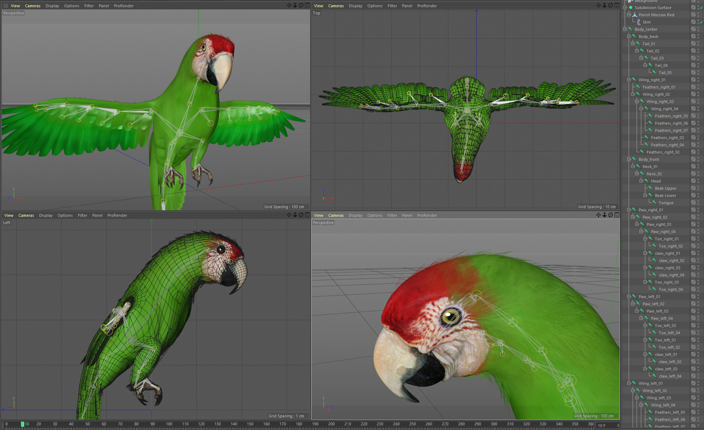 Animated Wild Parrot 3D model_10