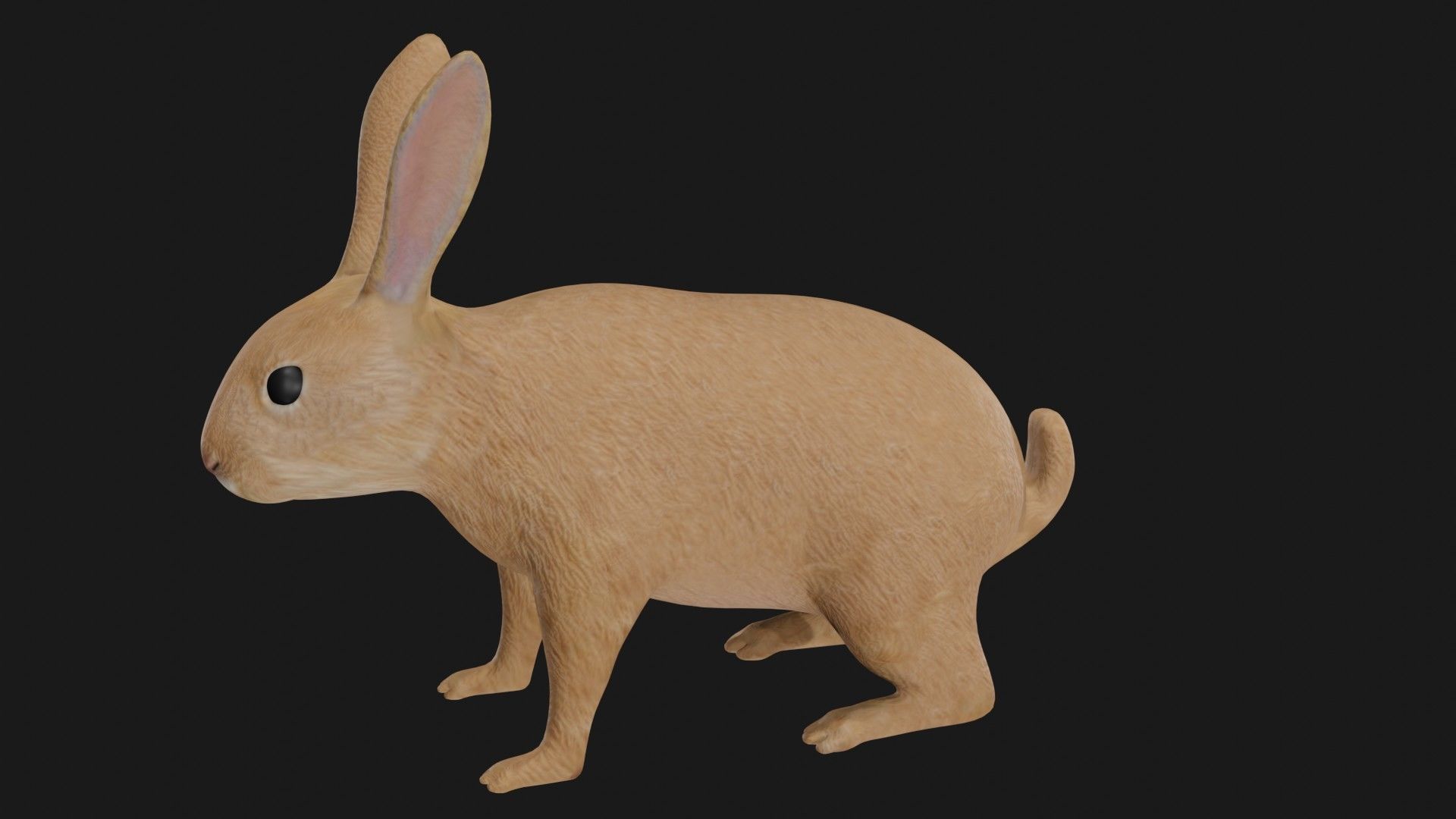 Rabbit hare low poly rigged Low-poly 3D model_3