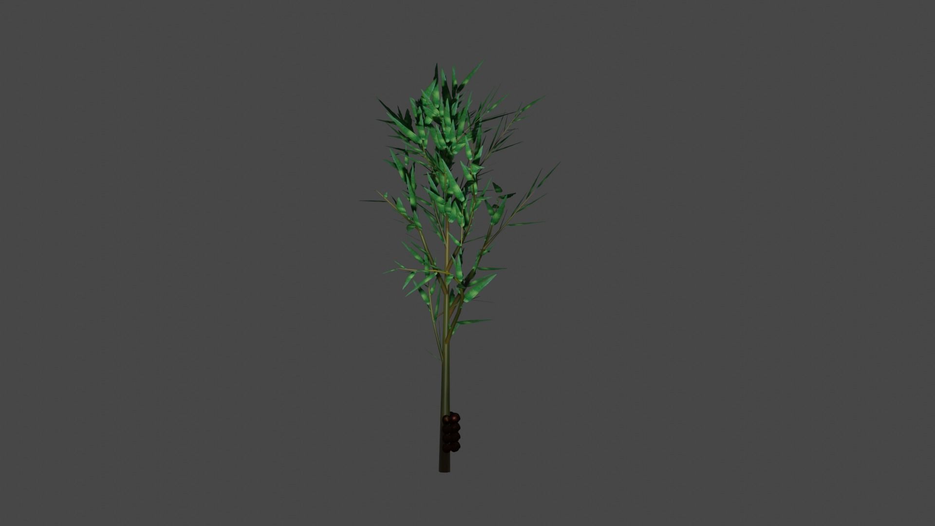Pohon Salak 3D model_2