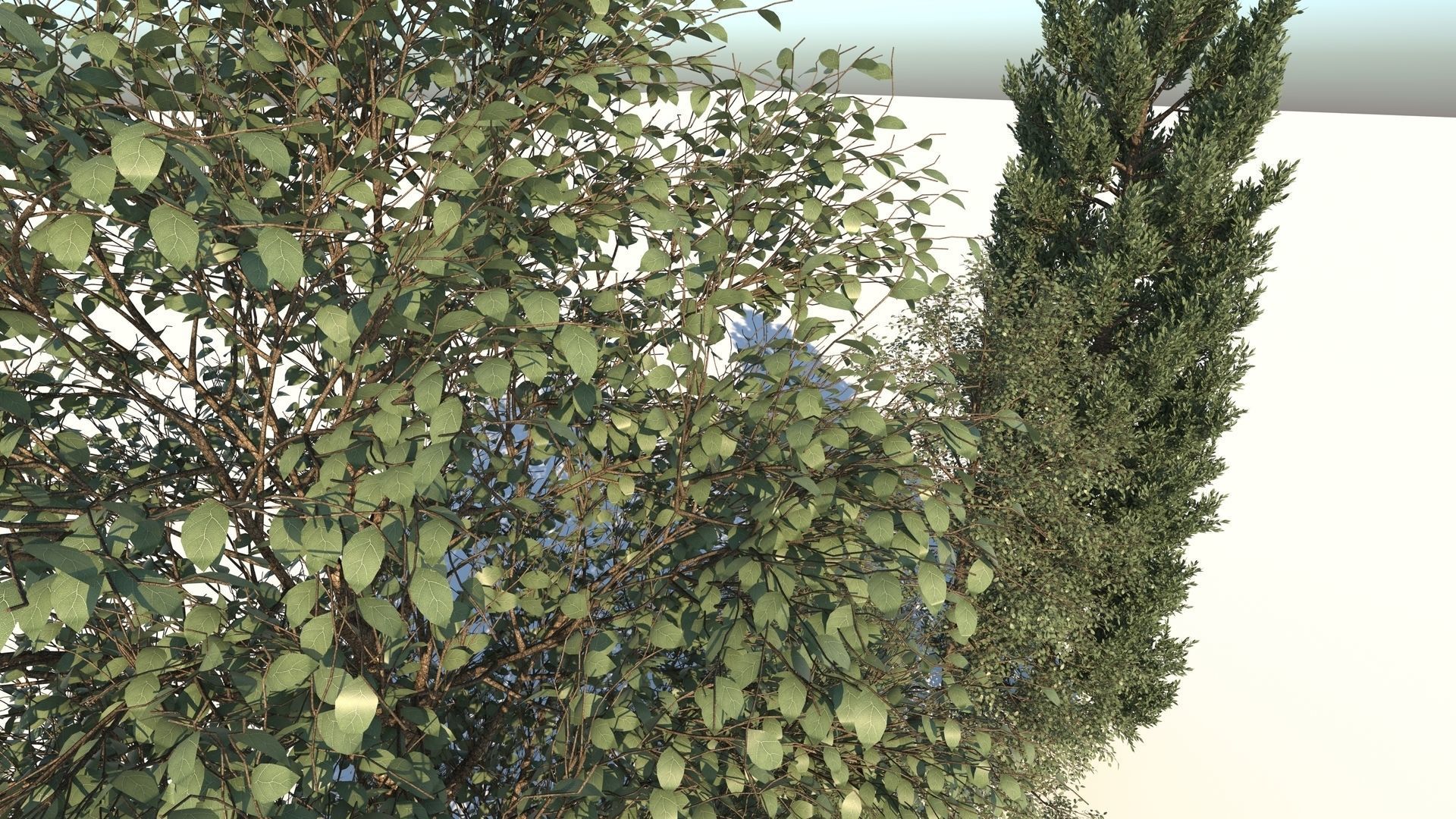 5-5 Season Tree  3D model_10