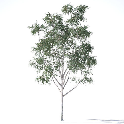 Eucalyptus Pauciflora tree 5 3D model