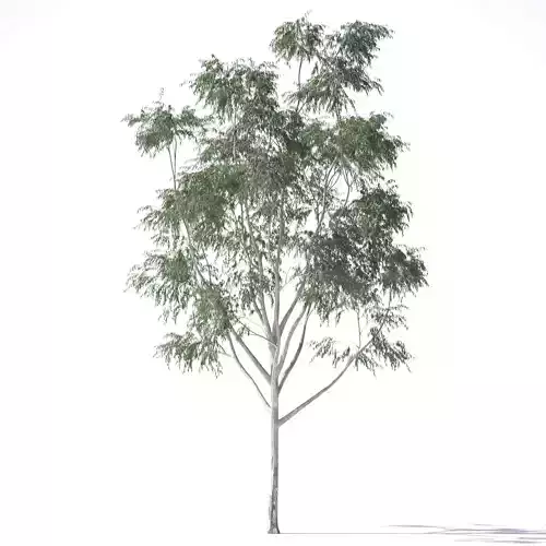 Eucalyptus Pauciflora tree 5 3D model
