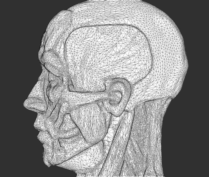 Male Ecorche Human Anatomy Reference 3D print model_7