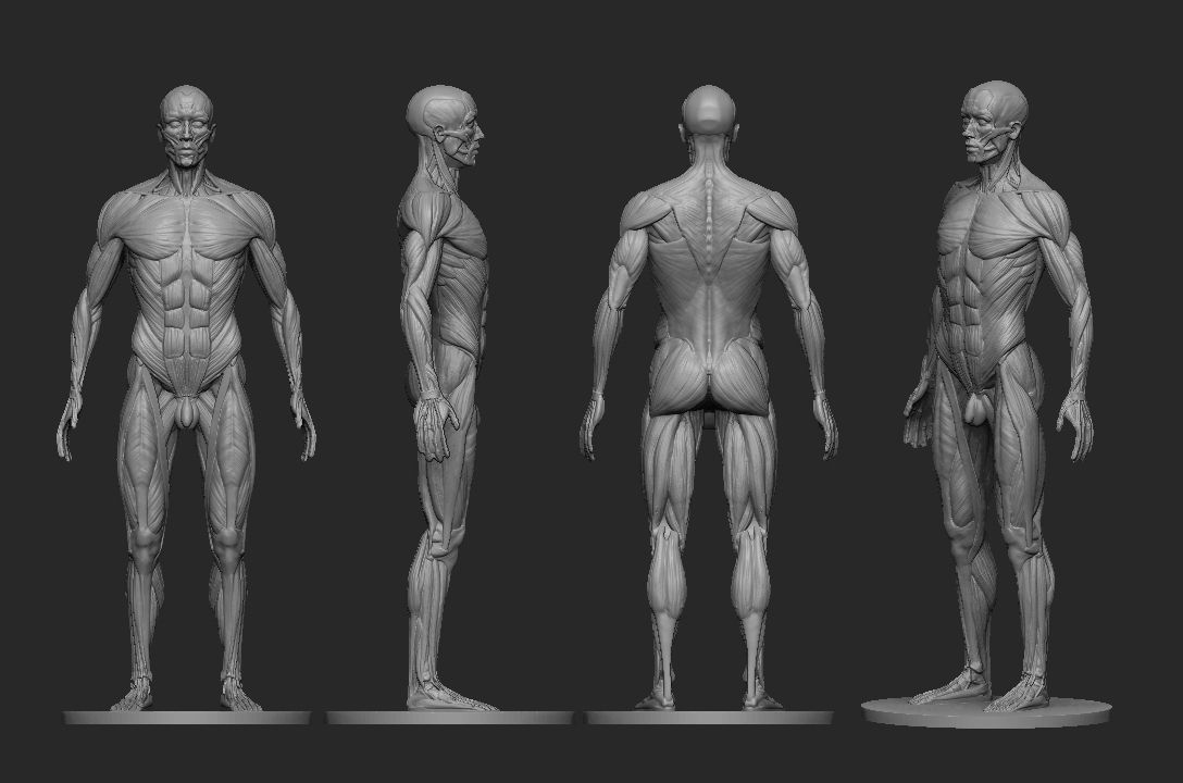 Male Ecorche Human Anatomy Reference 3D print model_4