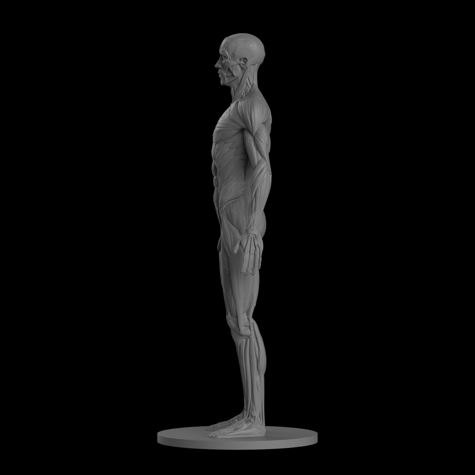 Male Ecorche Human Anatomy Reference 3D print model_2