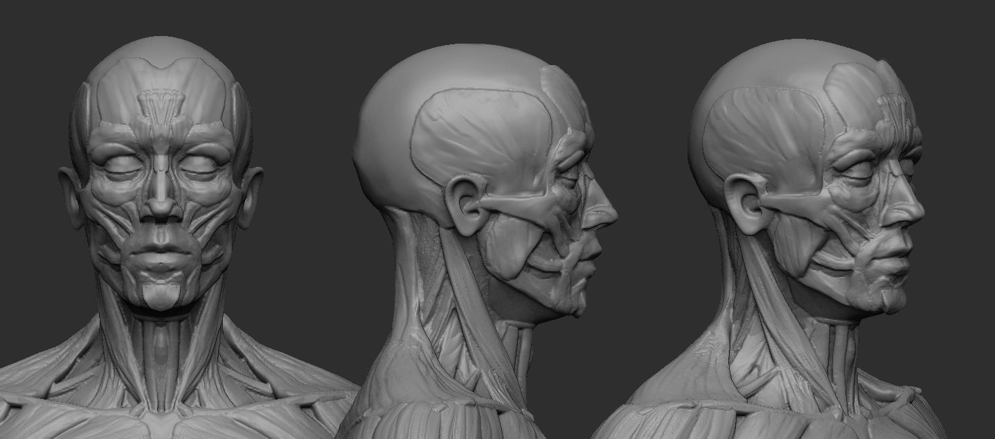 Male Ecorche Human Anatomy Reference 3D print model_6