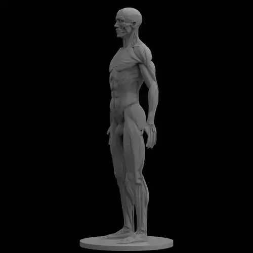 Male Ecorche Human Anatomy Reference 3D print model