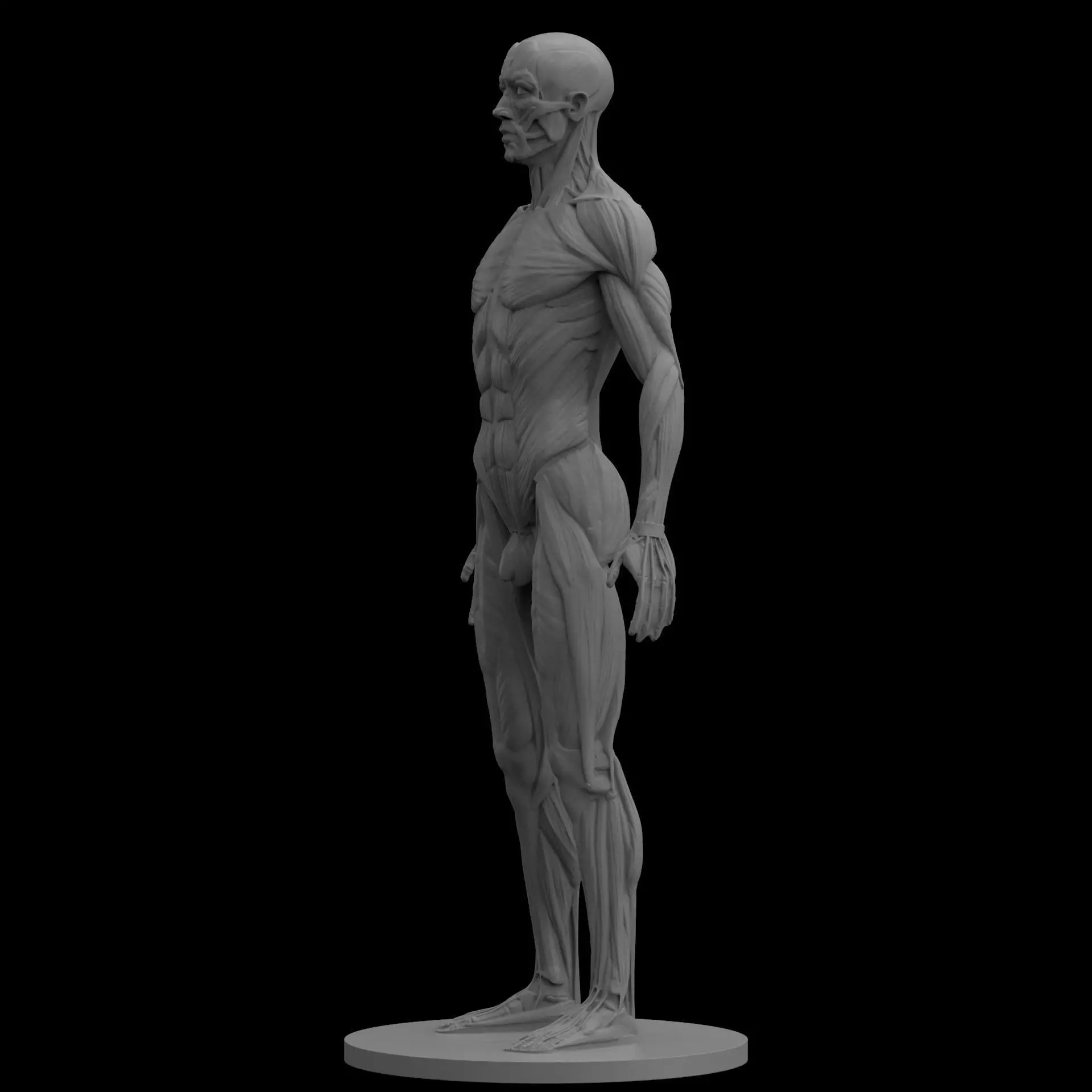 Male Ecorche Human Anatomy Reference 3D print model_0