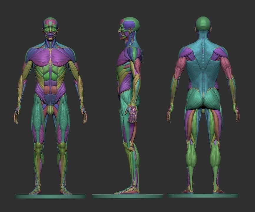 Male Ecorche Human Anatomy Reference 3D print model_5
