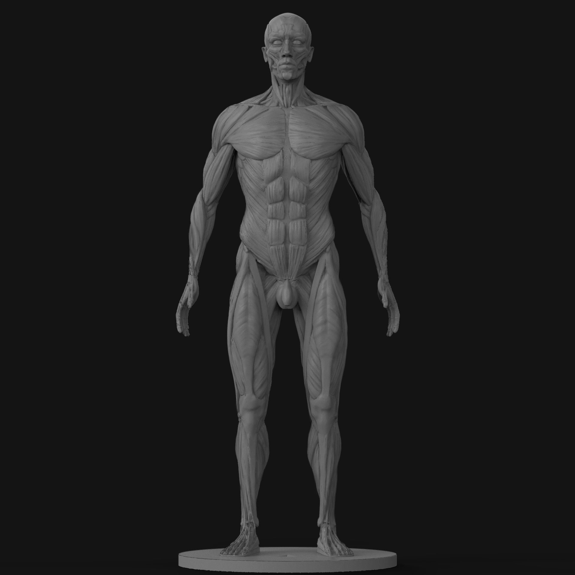 Male Ecorche Human Anatomy Reference 3D print model_1