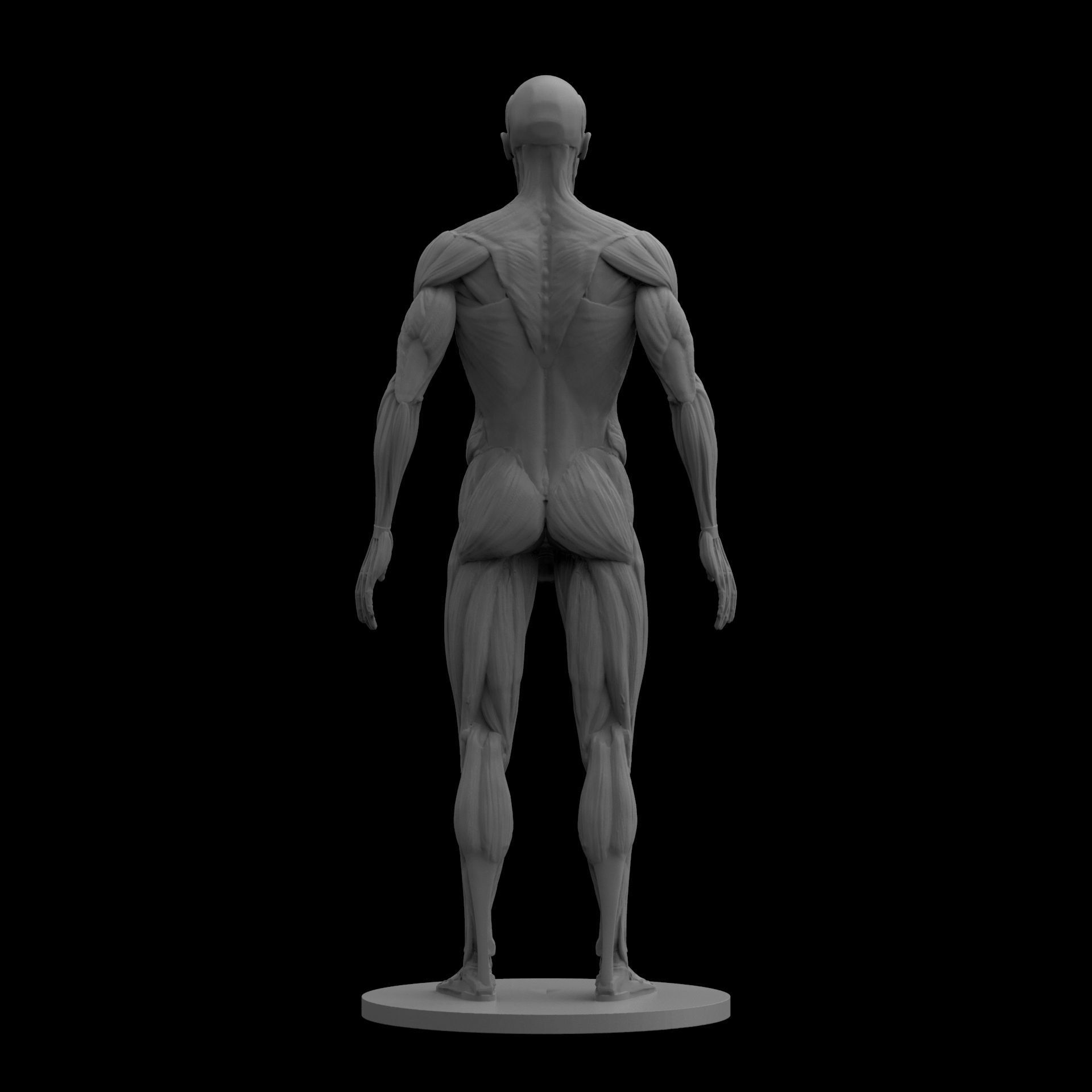 Male Ecorche Human Anatomy Reference 3D print model_3