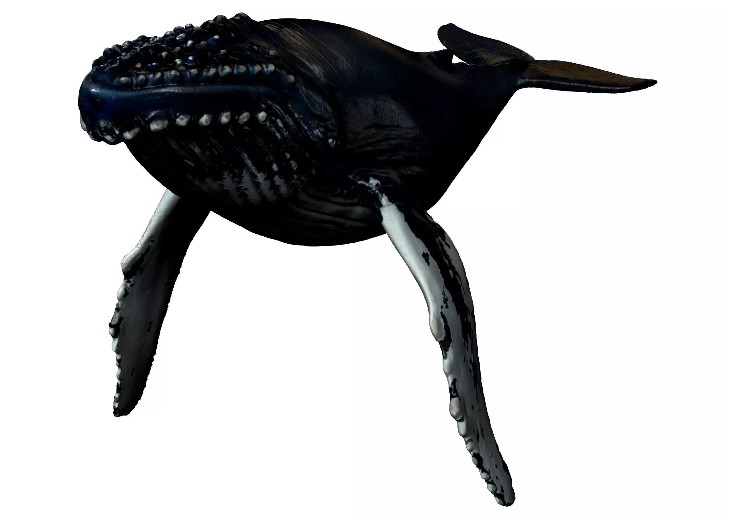 Humpback Whale -  Megaptera novaeangliae 3D model_0