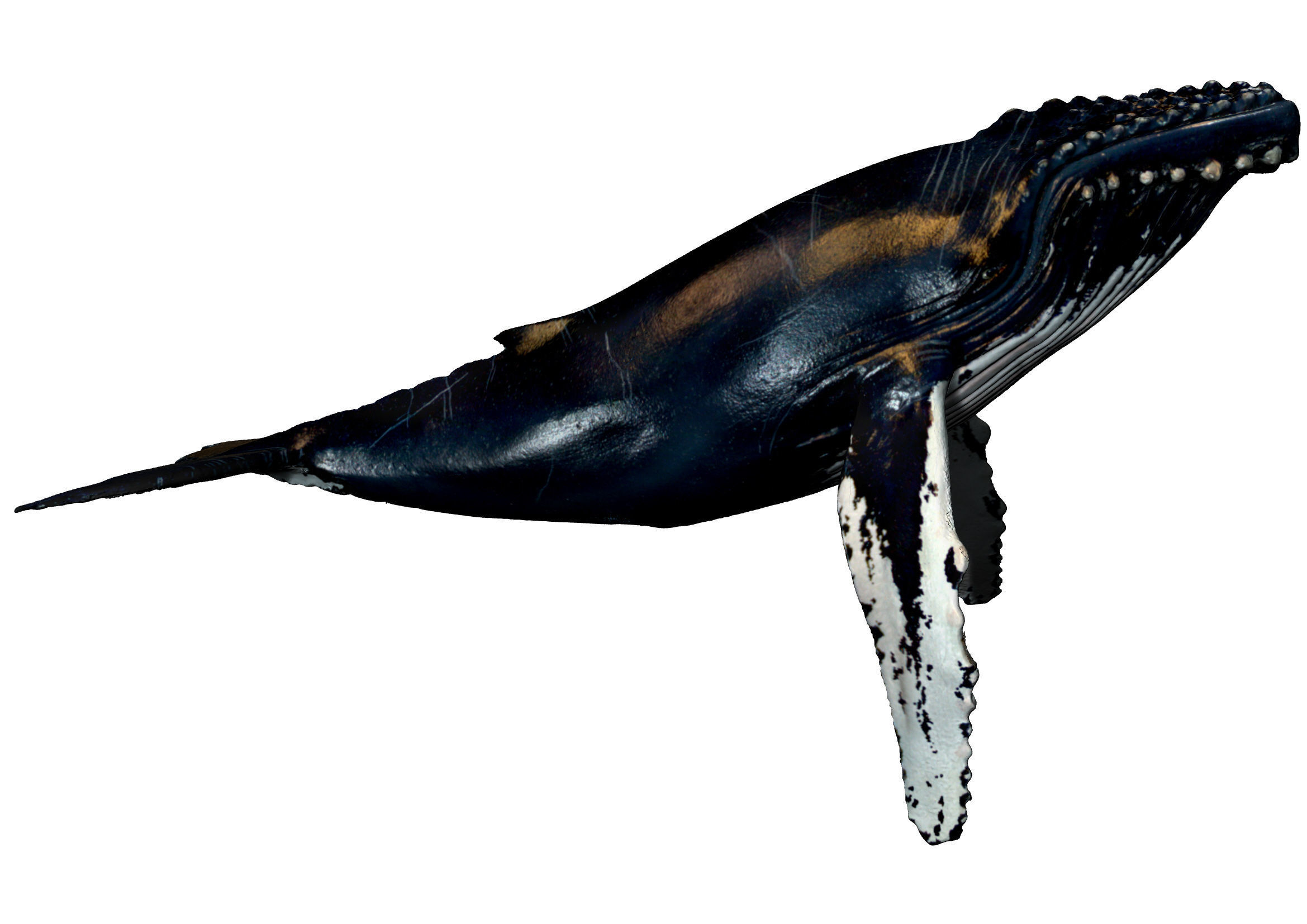 Humpback Whale -  Megaptera novaeangliae 3D model_1