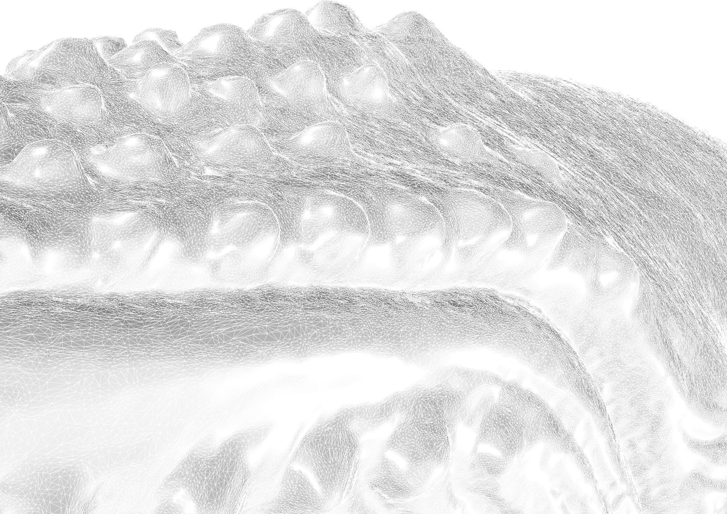 Humpback Whale -  Megaptera novaeangliae 3D model_3