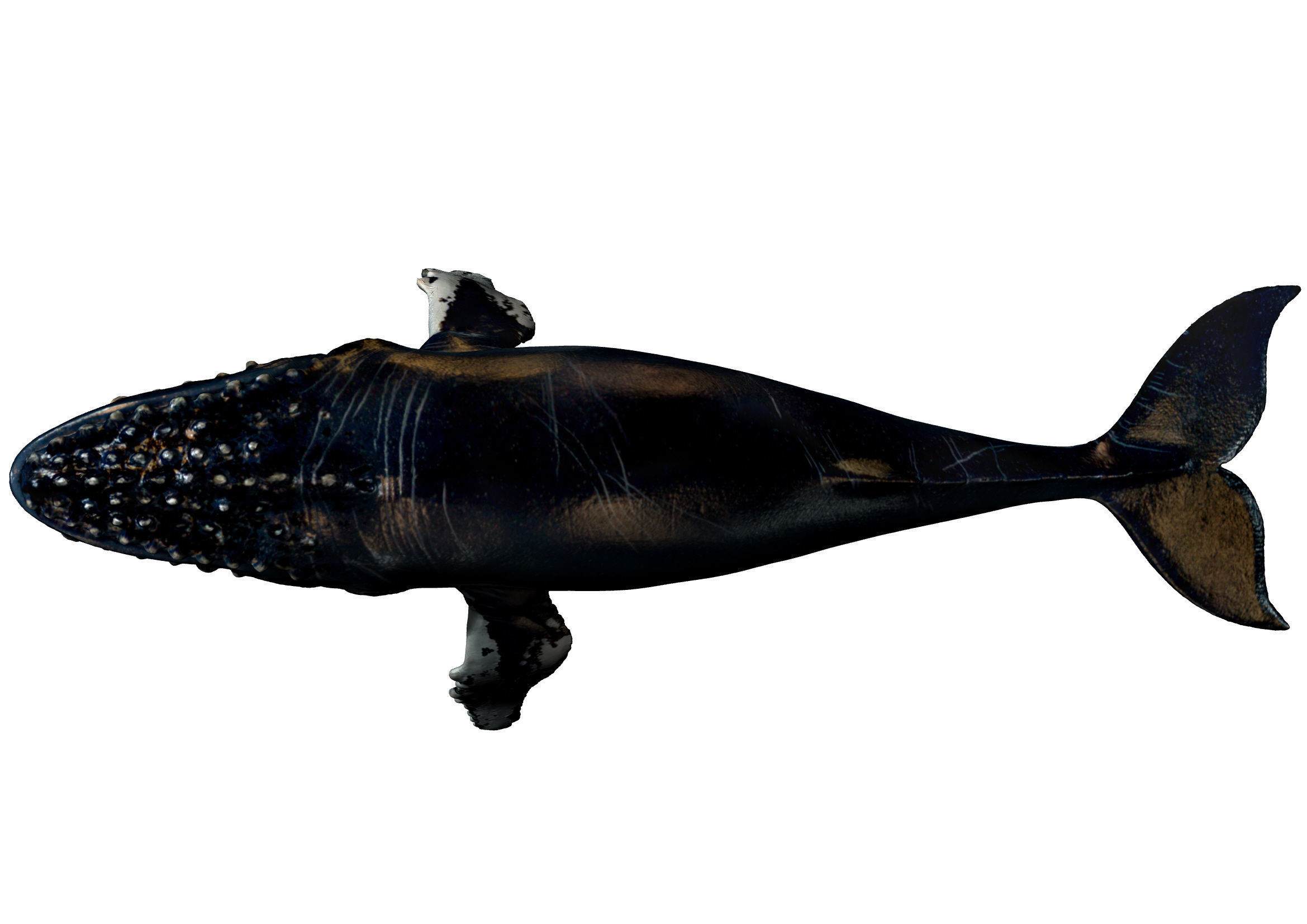 Humpback Whale -  Megaptera novaeangliae 3D model_4