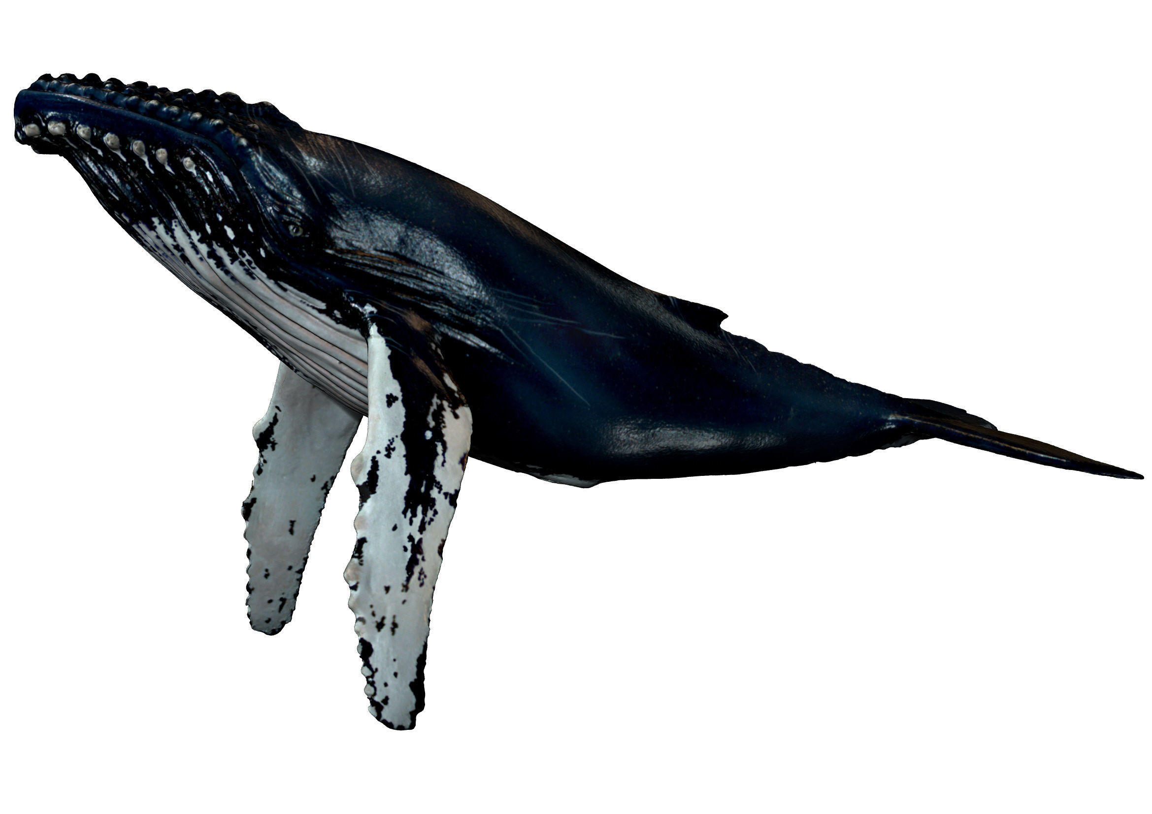 Humpback Whale -  Megaptera novaeangliae 3D model_2