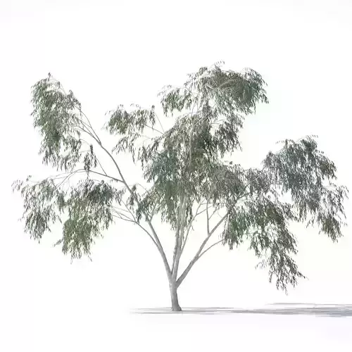 Eucalyptus Pauciflora tree 6